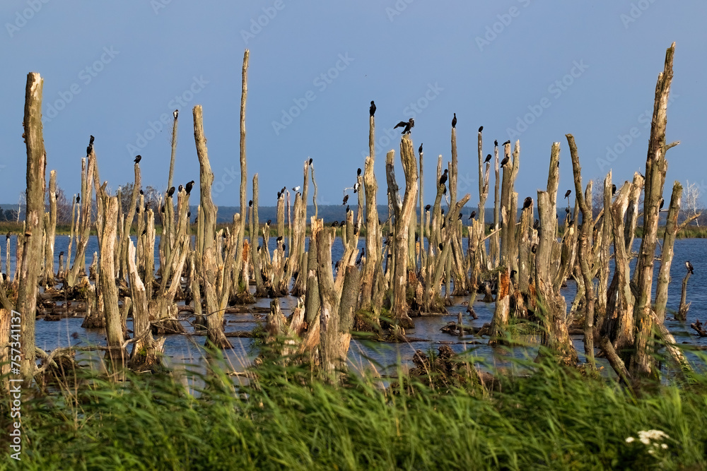 Baumstumpfe mit Wasservögel im Naturschutzgebiert Peenetal nahe Insel Usedom in Mecklenburg-Vorpommern, Deutschland
