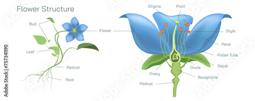 structure of flower vector. Types of parts in leaf. Botany and its branches students study material. Anatomy and cross section image. realistic Illustrated guide to structure of flower.