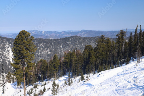 Spruce forest in the snow. Winter landscape with snow-covered tree branches.	