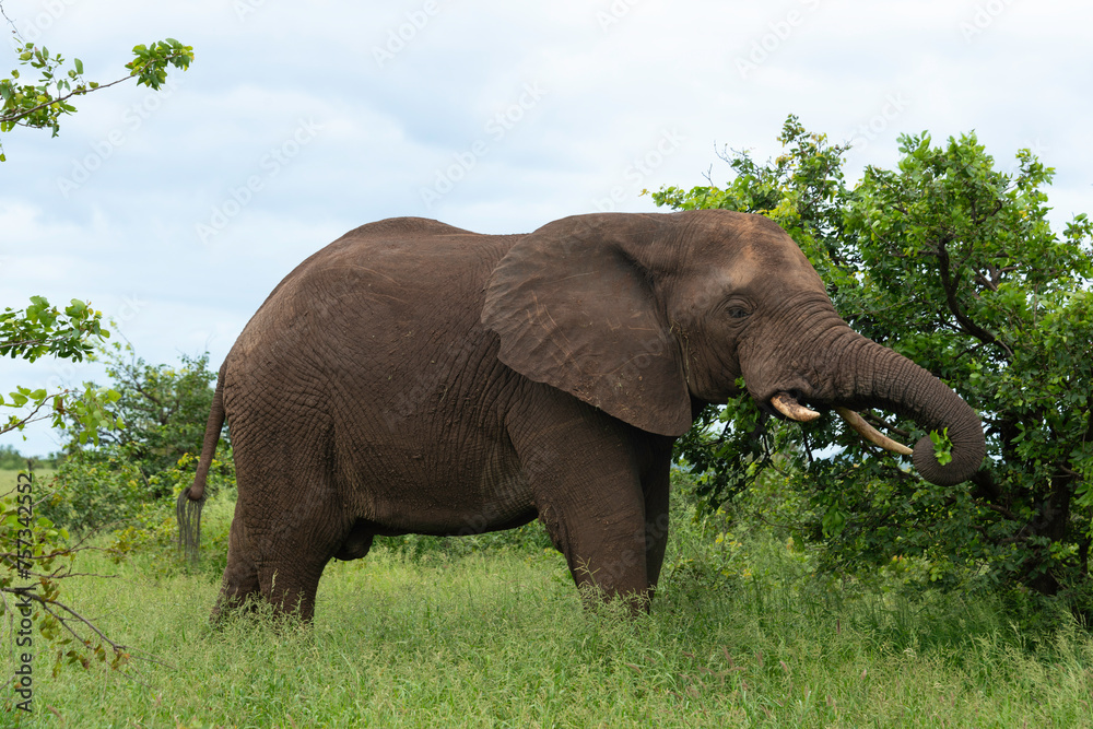 Éléphant d'Afrique, jeune, Loxodonta africana, Parc national Kruger, Afrique du Sud