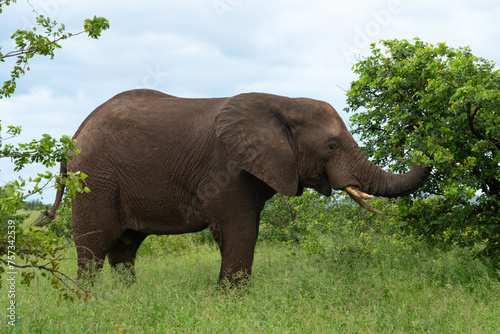   l  phant d Afrique  jeune  Loxodonta africana  Parc national Kruger  Afrique du Sud