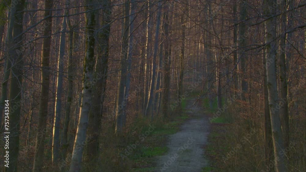 path through a forest in early springtime path through a forest in early springtime