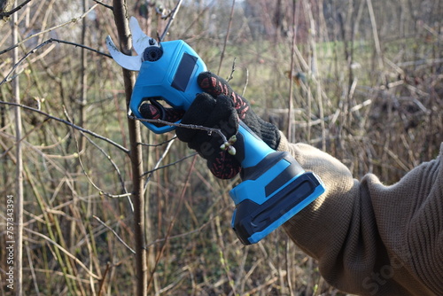 Pruning trees with electric pruning shears branch cutter automatic with battery to easyprune branches of trees. Gardening electric tool equipment.