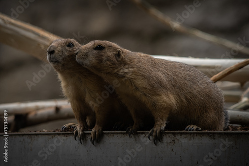 prairie dog in the zoo