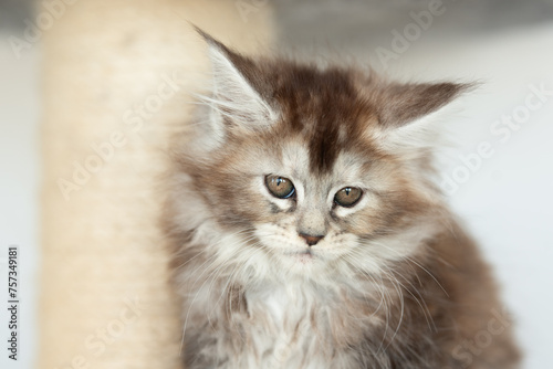 a small gray kitten of the Maine Coon breed