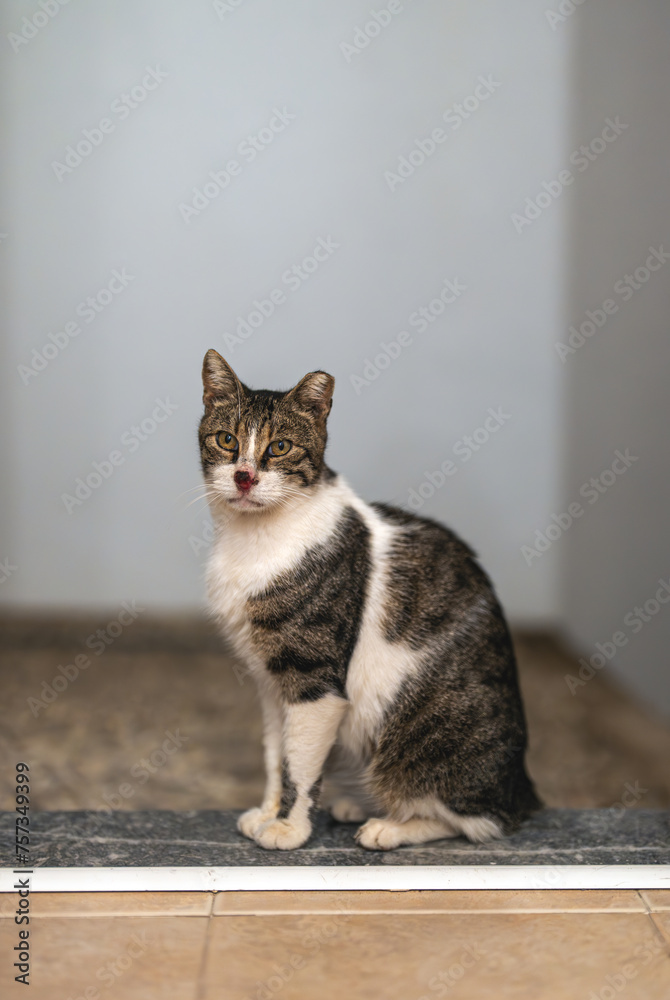 A cat with a skinned nose sits at the entrance to the apartment.