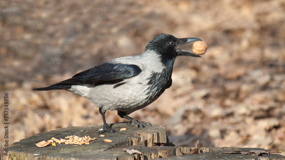 Obraz premium crow on the ground