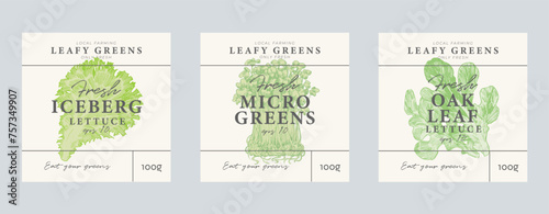 Cabbage and lettuce hand drawn illustrations, modern packaging design, label background templates