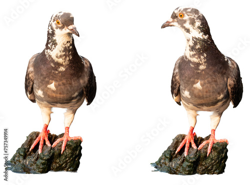 close up shot on standing pigeon action , bird of peace, on the park of big city, isolated on PNG format