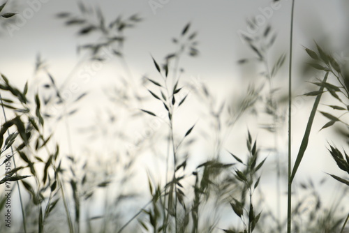 plants in the wind against sky