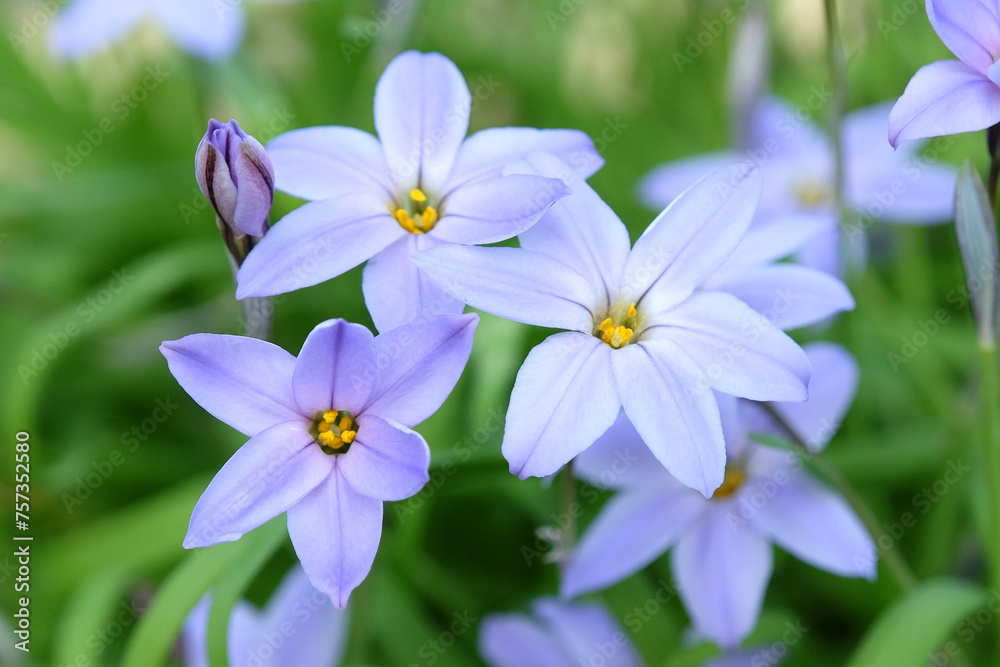 Blue Ipheion uniflorum 'Wisley Blue' also known as Spring starflower or Mexican Star in flower. Blue Ipheion uniflorum 'Wisley Blue' also known as Spring starflower or Mexican Star in flower.
