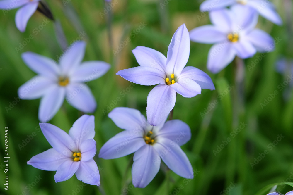 Blue Ipheion uniflorum 'Wisley Blue' also known as Spring starflower or Mexican Star in flower. Blue Ipheion uniflorum 'Wisley Blue' also known as Spring starflower or Mexican Star in flower.