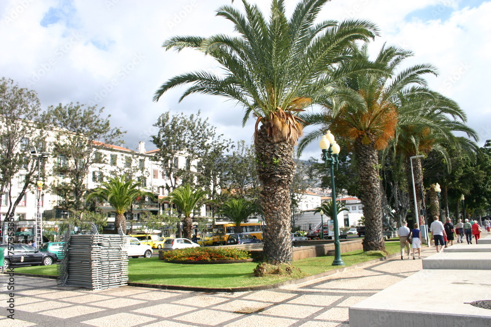 Avenida do Mar in Funchal, Palm Trees