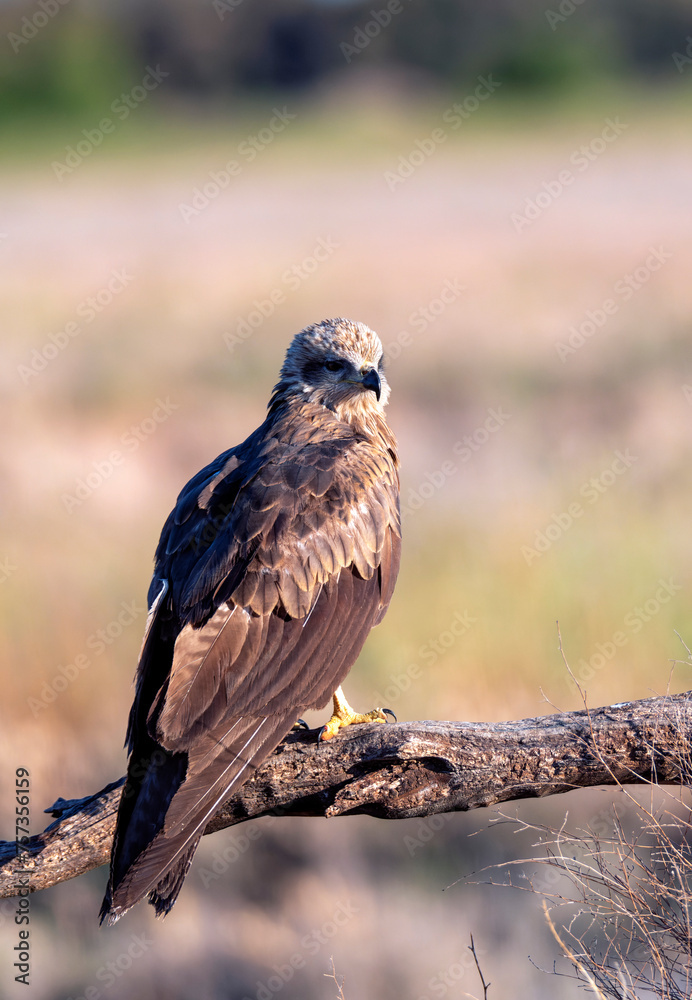 Obraz premium Black kite on leafless branch.