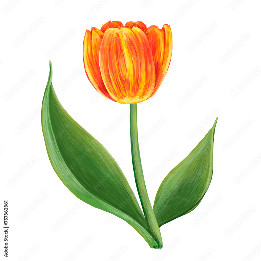 Fototapeta premium Computer floral illustration. Red-yellow tulip on a white background.