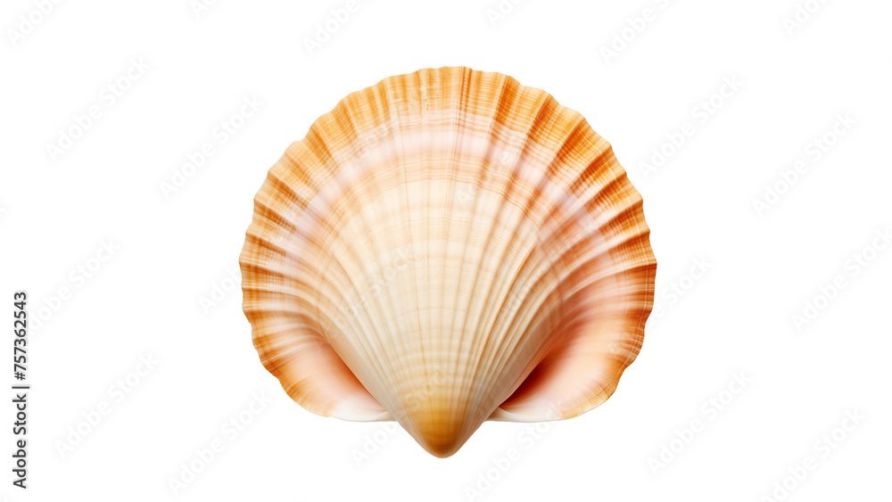 Orange sea shell cut out. Isolated seashell on transparent background
