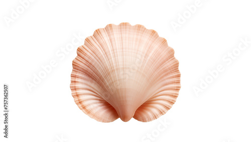 Sea shell cut out. Isolated seashell on transparent background photo