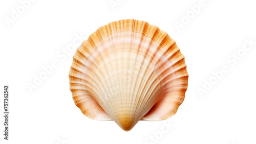 Orange sea shell cut out. Isolated seashell on transparent background