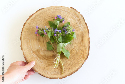 Female hands are holding a beautiful spring bouquet, Pulmonaria officinalis, common names lungwort, common lungwort, Mary's tears, on a cut wooden tree trunk and herbal tea from Pulmonaria officinalis