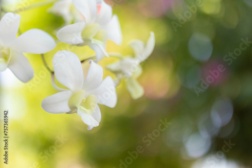 Beautiful Orchid flower blooming in garden floral background