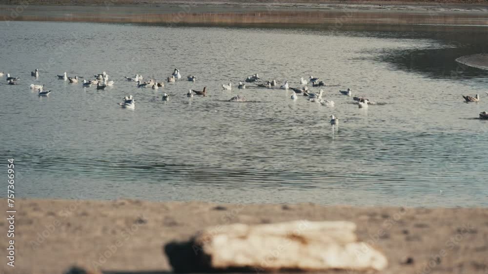 Seagulls cleaning feathers in fresh water pond on beach Seagulls cleaning feathers in fresh water pond on beach