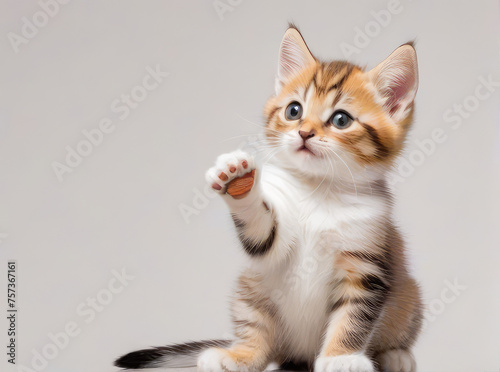 Gleeful kitten asks for food, raised his paw