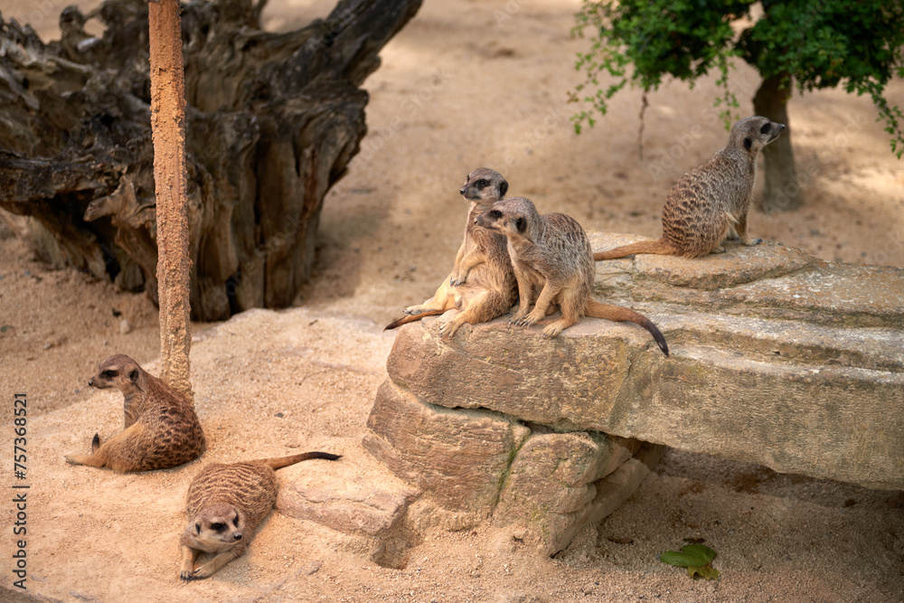 Obraz premium Meerkats' Oasis in the Heart of the Zoo. Enchanting Meerkats. Zoo Marvels: Enchanting Meerkats in Captivity. Playful Meerkats Thriving in the Zoo Environment. Zoo Delights: Up-Close Encounters with