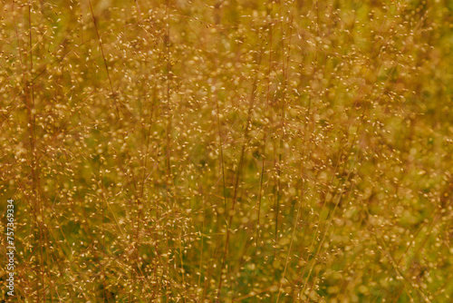 Präriegras - Sporobolus heterolepis photo