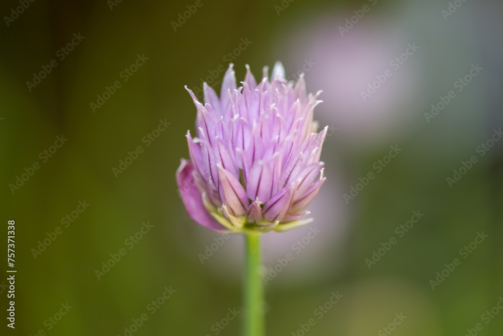 close up of pale purple chive flower allium schoenoprasum with a blurred green background