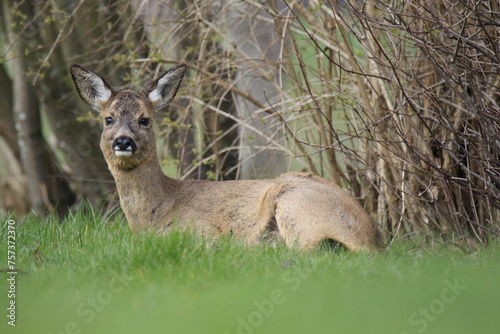 Reh (Capreolus capreolus)