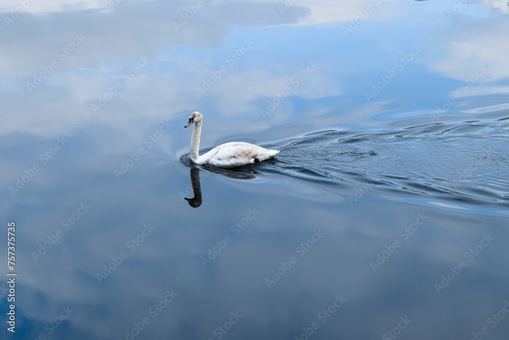 Fototapeta premium Cisne nadando hacia la izquierda en el lago