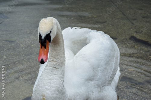 Fototapeta Naklejka Na Ścianę i Meble -  Retrato de cisne en el lago