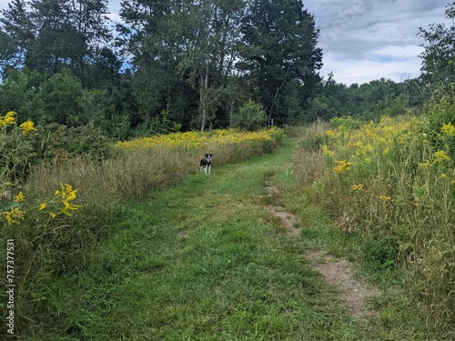 A Border Collie Mutt looking back at the camera on a grassy trail in a field and forest
