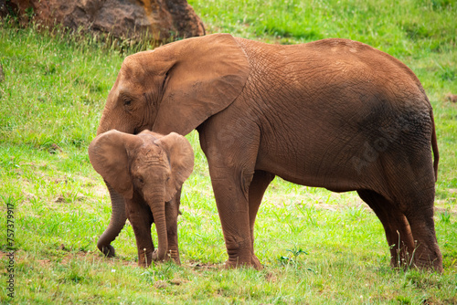 elephant with her calf