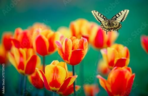 bright flowerbed with many tulip flowers and a swallowtail butterfly flying a...