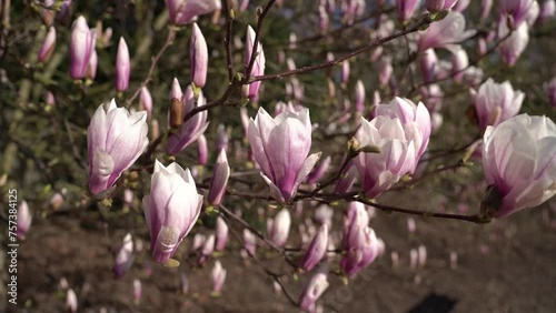 Wallpaper Mural magnolia flowers on a tree in spring Torontodigital.ca