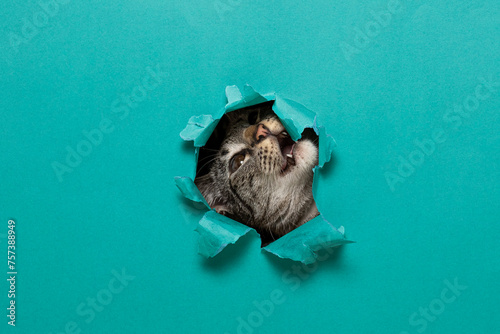 Portrait of cute cat breaking through hole in green paper background
