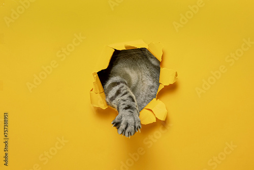 Portrait of cute cat breaking through hole in yellow paper background