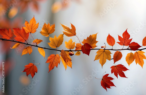 Autumn leaves decoration background fall seasonal theme concept 