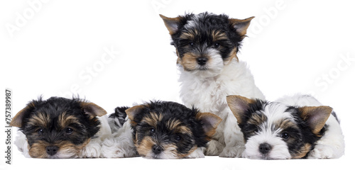 Fototapeta Naklejka Na Ścianę i Meble -  Litter of four Biewer Terrier dog puppies, sitting and laying together in a row. All looking towards camera. Isolated cutout on a transparent background.