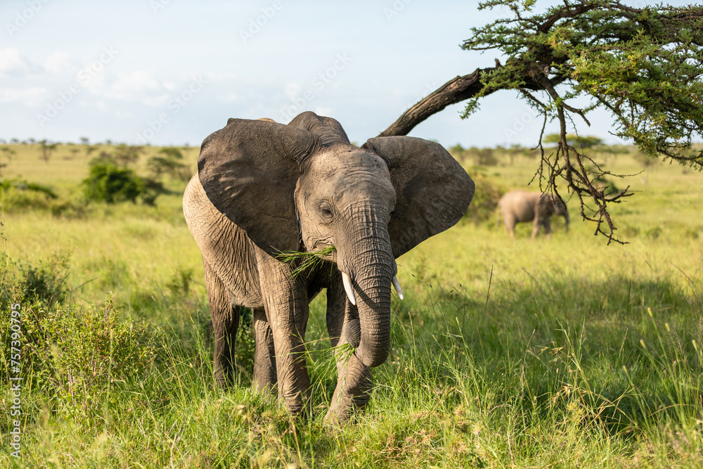 Fototapeta premium Elephant ( Loxodonta Africana), Olare Motorogi Conservancy, Kenya.