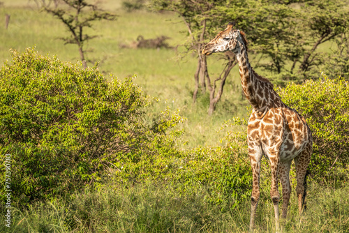 Masai giraffe calf (Giraffa tippelskirchi or Giraffa camelopardalis tippelskirchi), Olare Motorogi Conservancy, Kenya. photo