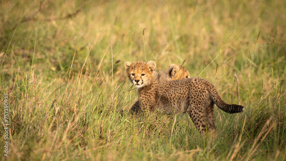 Obraz premium A cheetah cub ( Acinonyx Jubatus) enjoying the golden light of the morning sun, Olare Motorogi Conservancy, Kenya.