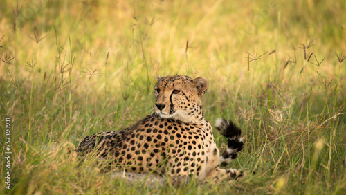 A cheetah  with cubs ( Acinonyx Jubatus) enjoying the golden light of the morning sun, Olare Motorogi Conservancy, Kenya.