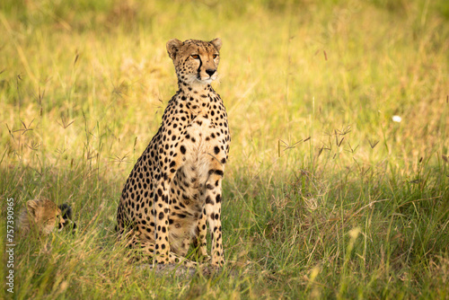 A female cheetah with cubs ( Acinonyx Jubatus) looking for prey, Olare Motorogi Conservancy, Kenya.