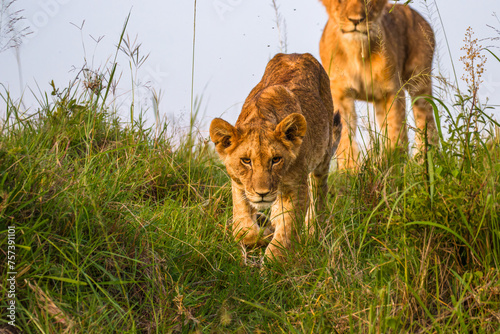 Lion cub ( Panthera Leo Leo) walking down, Olare Motorogi Conservancy, Kenya.