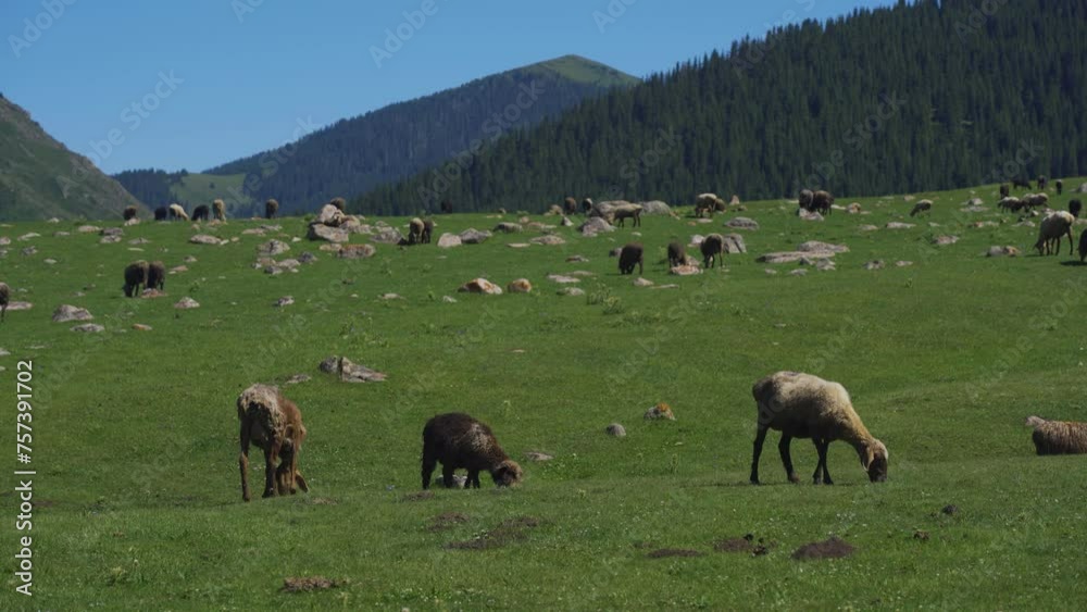 A flock of sheep grazing in the A flock of sheep grazing in the