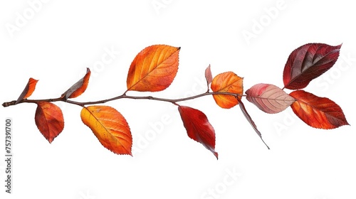 Autumn branch concept with colorful leaves isolated.