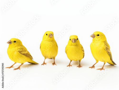 Canary collection set isolated on transparent background, transparency image, removed background