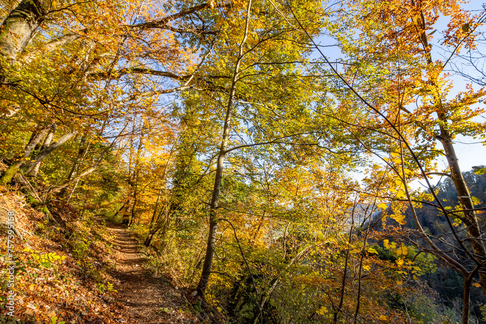 Goldener Herbstwald - Herbstwanderung